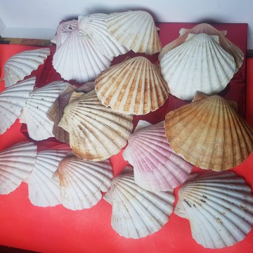 Lote de 19 vieiras conchas de peregrino antiguas
