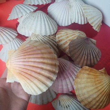 Lote de 19 vieiras conchas de peregrino antiguas