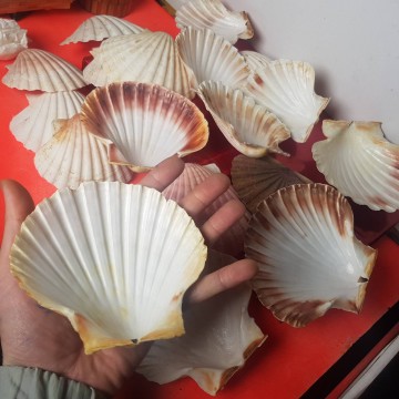 Lote de 19 vieiras conchas de peregrino antiguas