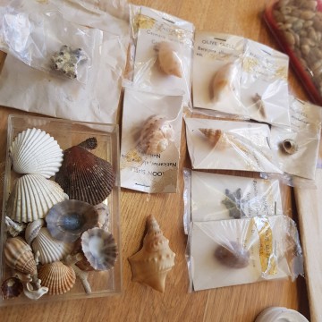 Lote de antiguas conchas y caracolas marinas Melacología antigüedades