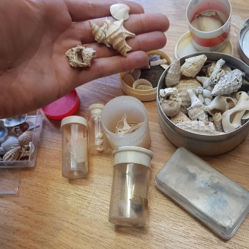 Lote de antiguas conchas y caracolas marinas Melacología antigüedades