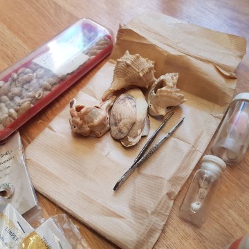 Lote de antiguas conchas y caracolas marinas Melacología antigüedades