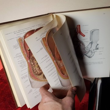 atlas de anatomía humana II Sobotta Becher toray 2  Libro 1974 compra