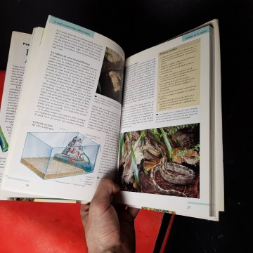 Manual de reptiles y anfibios consejos cuidado terrario reproducción