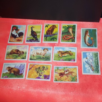 Cromos chocolates selectos Evaristo Juncosa colección zoológica