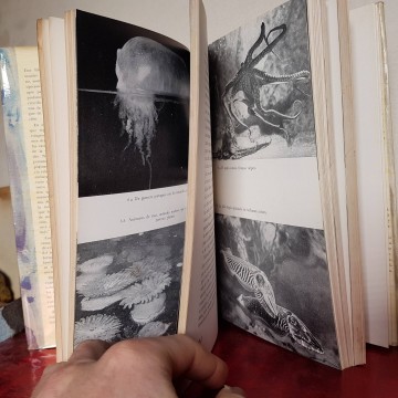 Vida del mar, Richard Carrington libros oceanografía zoología marina
