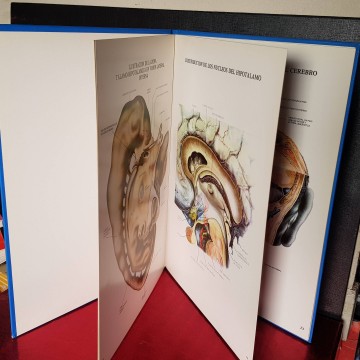 Libros de anatomía antiguos Láminas de anatomía sistema nervioso