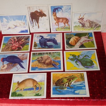 Colección zoológica cromos completa 12 cromos animales antiguos