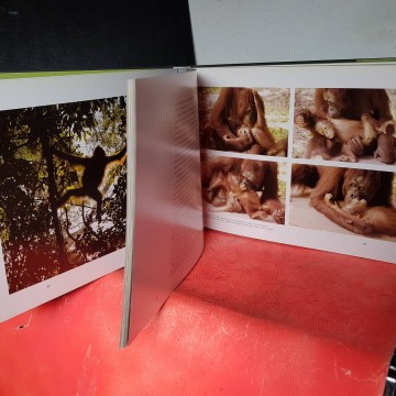 Libros primatología orangutanes
