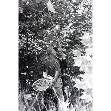 Lote de 3 Negativos entomólogo cazando mariposas