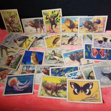 LOTE 38 CROMOS HISTORIA NATURAL.