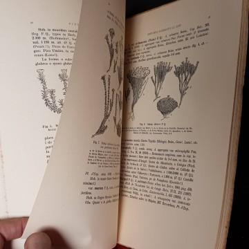 MORFOLOGIA, NOMENCLATURA I GEOGRAFIA DE LA L'ARENARIA AGGREGATA LOIS.
