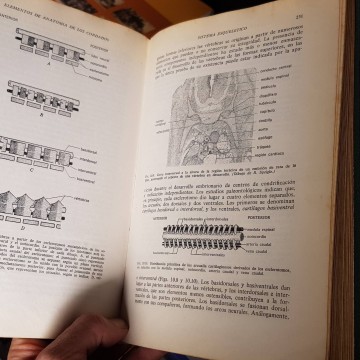 ELEMENTOS DE ANATOMÍA DE LOS CORDADOS, CHARLES K. WEICHERT.