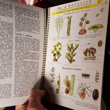 ATLAS DE BOTÁNICA, J.M. THOMAS-DOMENECH.