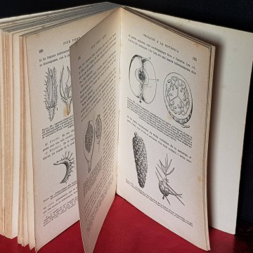 INICIACIÓ A LA BOTÀNICA, MORFOLOGIA VEGETAL, PIUS FONT I QUER.