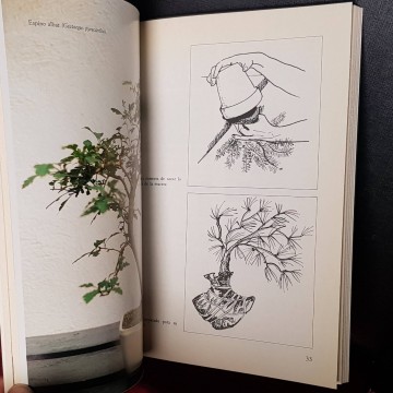 Cree su bonsai con plantas del país.