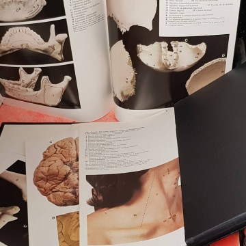 Atlas a color de anatomía humana.