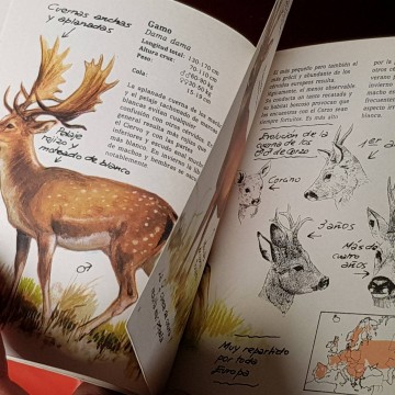 Los cérvidos: cuadernos de campo, Félix Rodríguez de la Fuente.