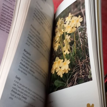 Flors d'Andorra.