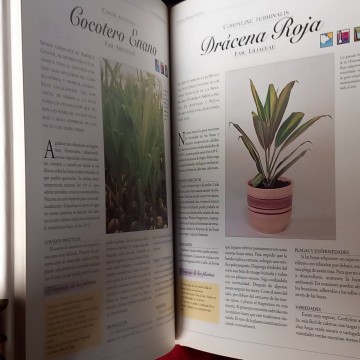 Todas las plantas de interior.