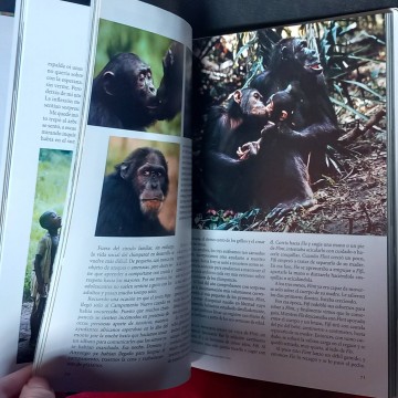 Jane Goodall, National Geographic.