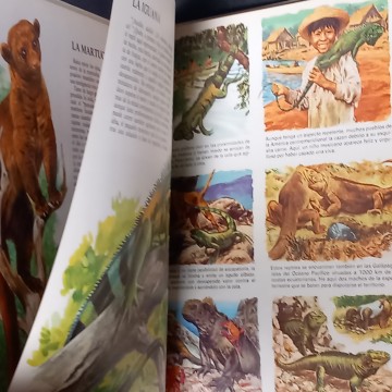 VIDA ÍNTIMA DE LOS ANIMALES DE AMÉRICA DEL SUR