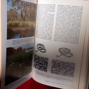 ECOLOGÍA, RAMÓN MARGALEF.