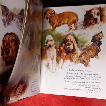 PERROS, RIEN POORTVLIET.
