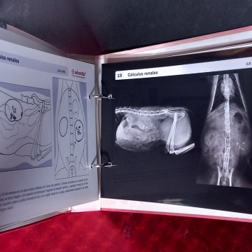 ABDOMEN, GUÍA DE DIAGNÓSTICO RADIOLÓGICO EN EL PERRO Y EL GATO