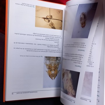 ENFERMEDADES DE LA PIEL EN EL GATO, SUE PATERSON.