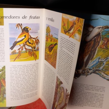 EL MUNDO DE LAS AVES.