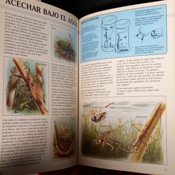 EL JOVEN NATURALISTA EN LAS RIBERAS, KEN HOY.