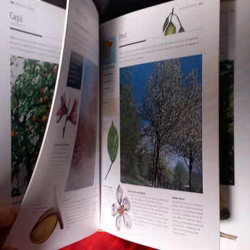 ATLAS ILUSTRADO DE ÁRBOLES DE ESPAÑA