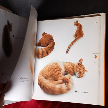 ADORABLES GATOS COMO NUNCA ANTES LOS HABÍAS VISTO.