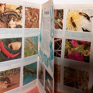 ÁLBUM GIGANTE DE LOS ZOOCROMOS COMPLETO.