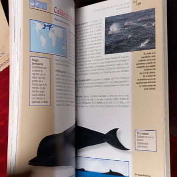 BALLENAS Y DELFINES.