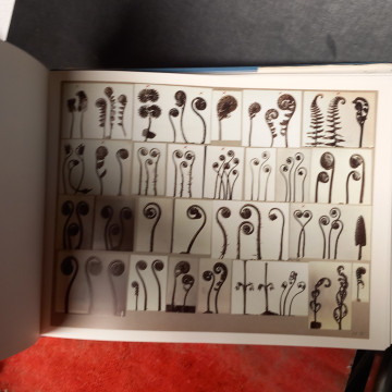 KARL BLOSSFELDT WORKING COLLAGES.