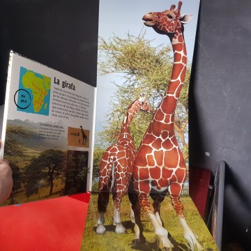 Llibre desplegable infantil animals gegants salvatges Marie greenwood